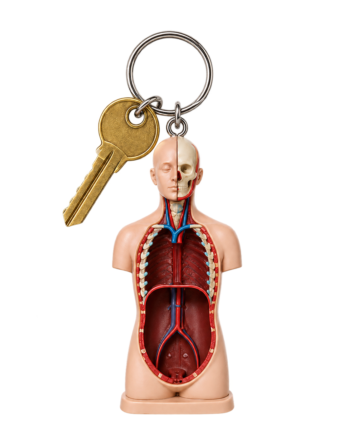 Anatomy-model keychain
